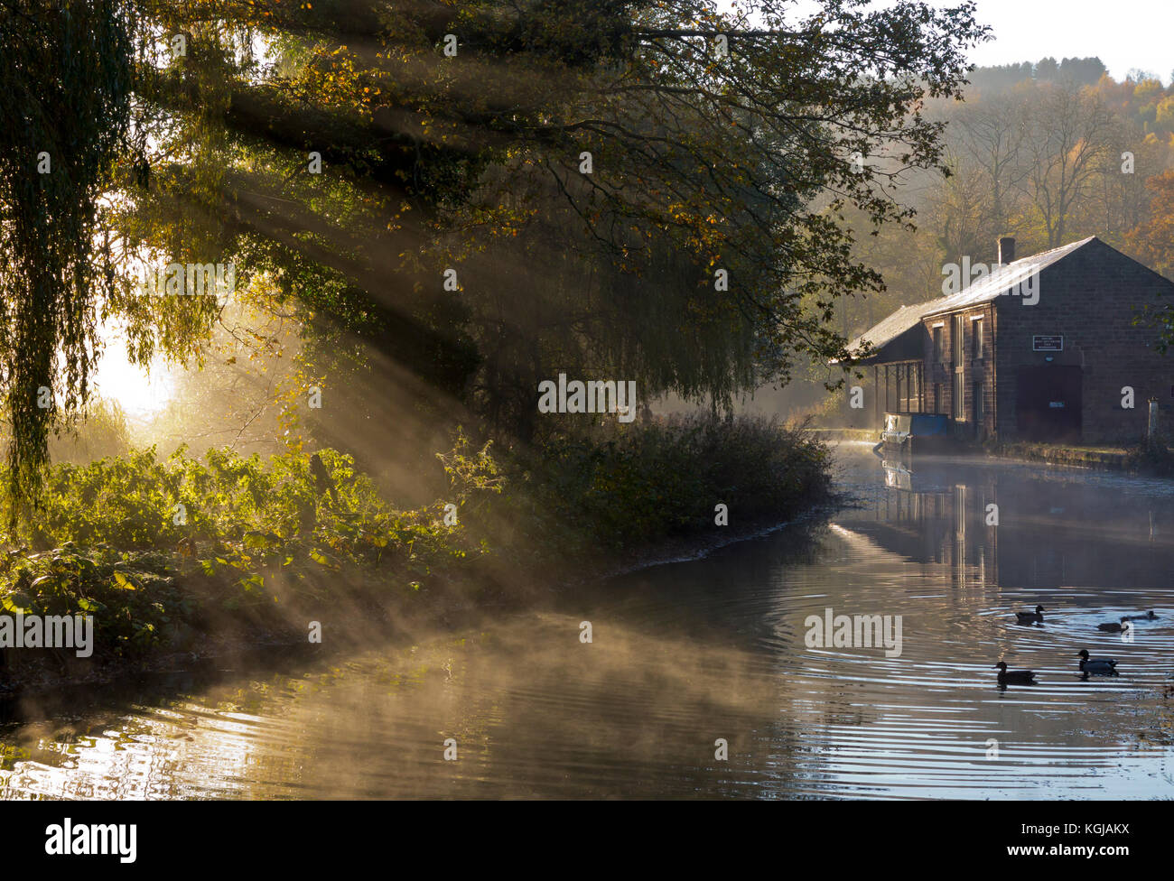 Derbyshire, UK. 08th Nov, 2017. UK Weather - 8th November 2017 - Glorious autumn sunshine on the Cromford Canal in the Derbyshire Peak District with ducks enjoying a beautiful day. Credit: Robert Morris/Alamy Live News Stock Photo