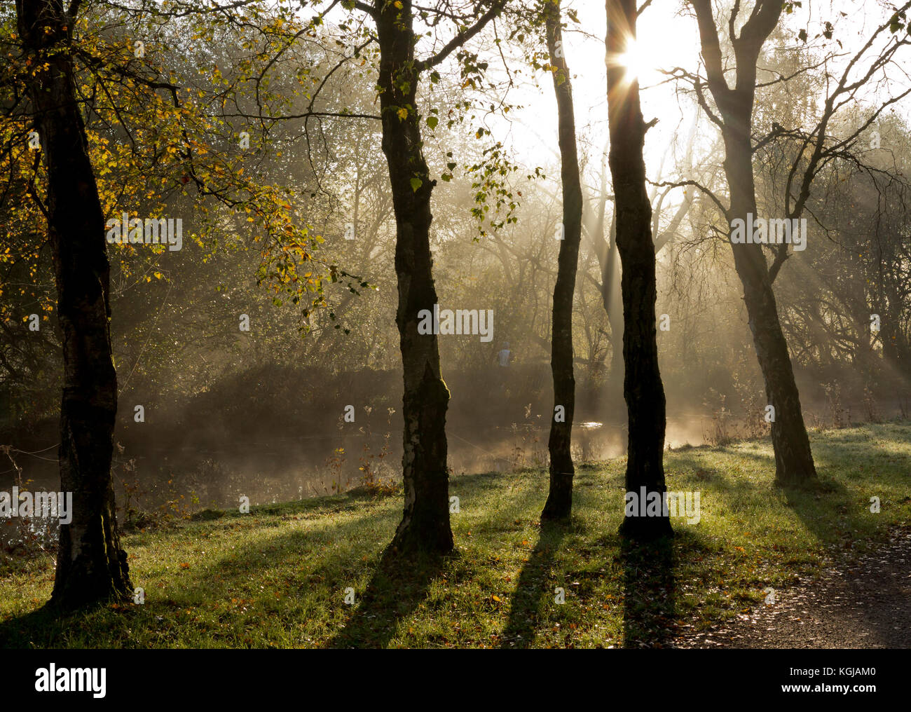 Derbyshire, UK. 08th Nov, 2017. UK Weather - 8th November 2017 - Glorious autumn sunshine on the Cromford Canal in the Derbyshire Peak District with sunlight streaming through the trees. Credit: Robert Morris/Alamy Live News Stock Photo