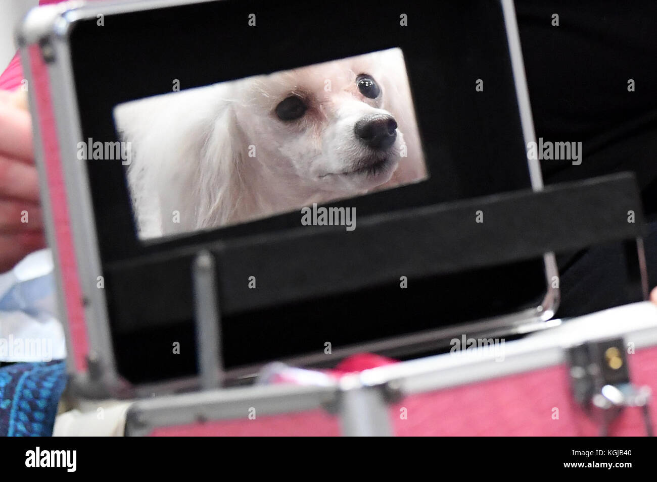 Leipzig, Germany. 08th Nov, 2017. Toy poodle 'Lotti' from Austria looking at herself in the mirror of her owner's vanity case during the 'World Dog Show' in Leipzig, Germany, 08 November 2017. The 'German Winner Show' kicks off the dog show which will attract about 31,000 animals and their owners and will last until 12 November 2017. Credit: Hendrik Schmidt/dpa-Zentralbild/dpa/Alamy Live News Stock Photo