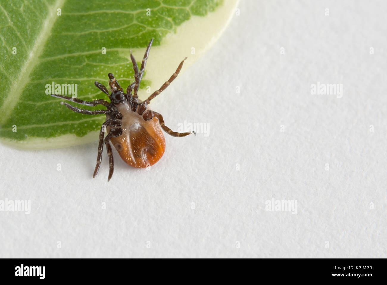 Infectious deer tick from bottom side on green leaf and white background. Ixodes ricinus. Parasitic mite closeup. Acari. Encephalitis or Lyme disease. Stock Photo