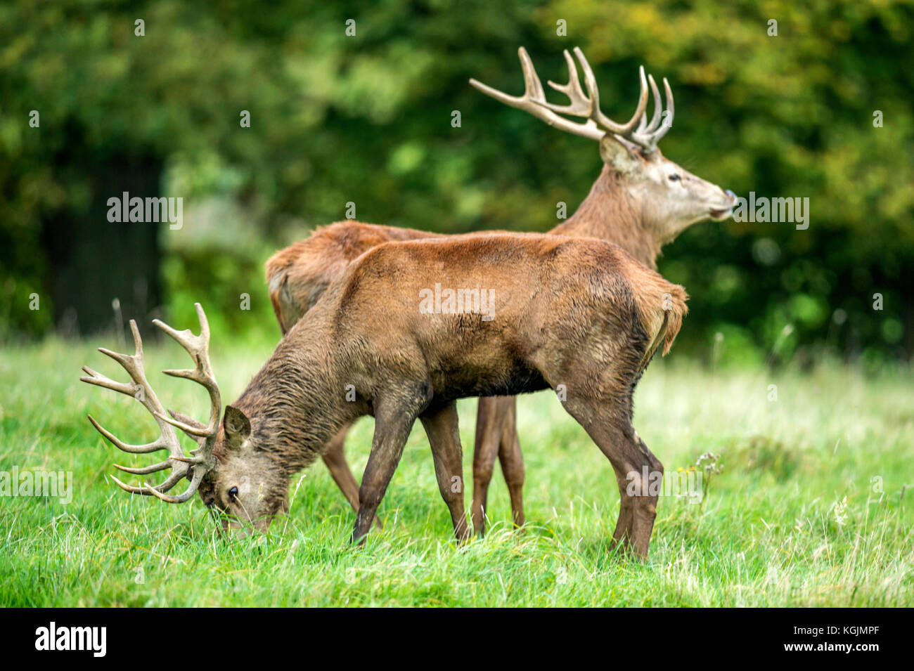 Deer In The Rut Autumn Red Deer Rut.Image sequence depicting scenes around male Stag's ...