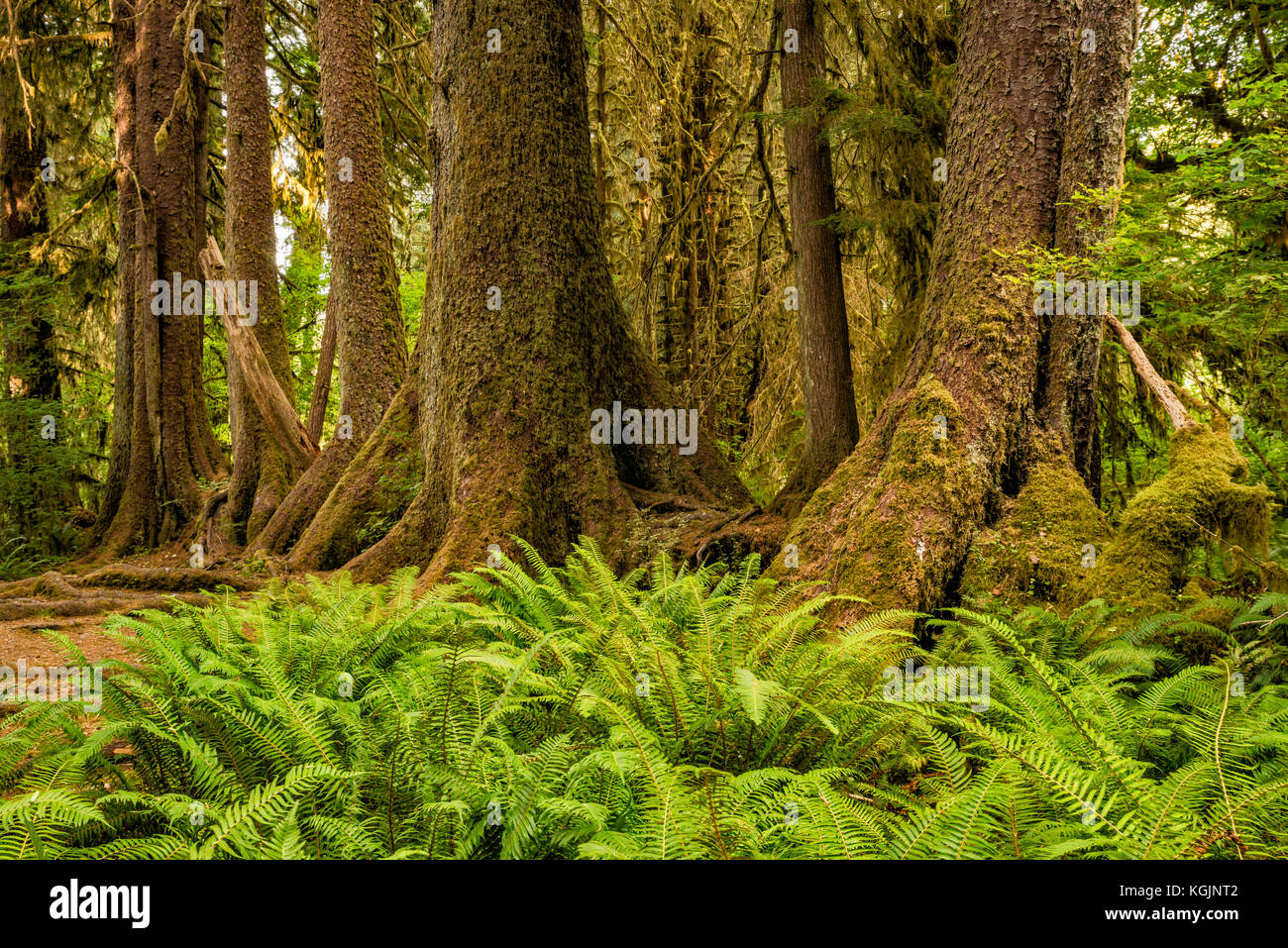 Colonnade of Sitka spruce, western hemlock growing in straight line over remains of its nurse log, Hoh Rain Forest, Olympic Nat Park, Washington, USA Stock Photo