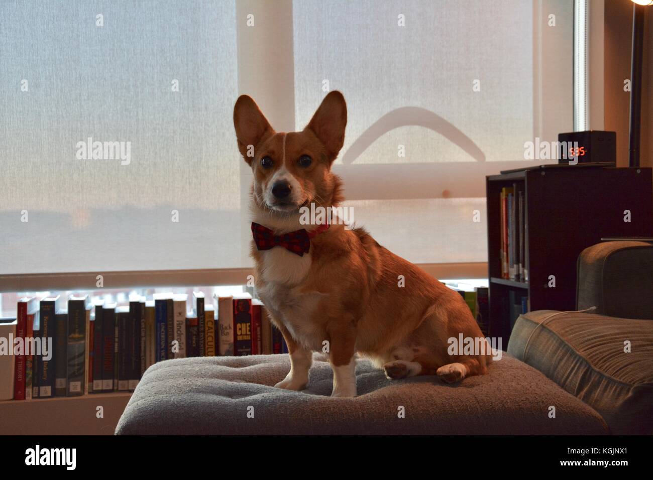corgi with bow tie