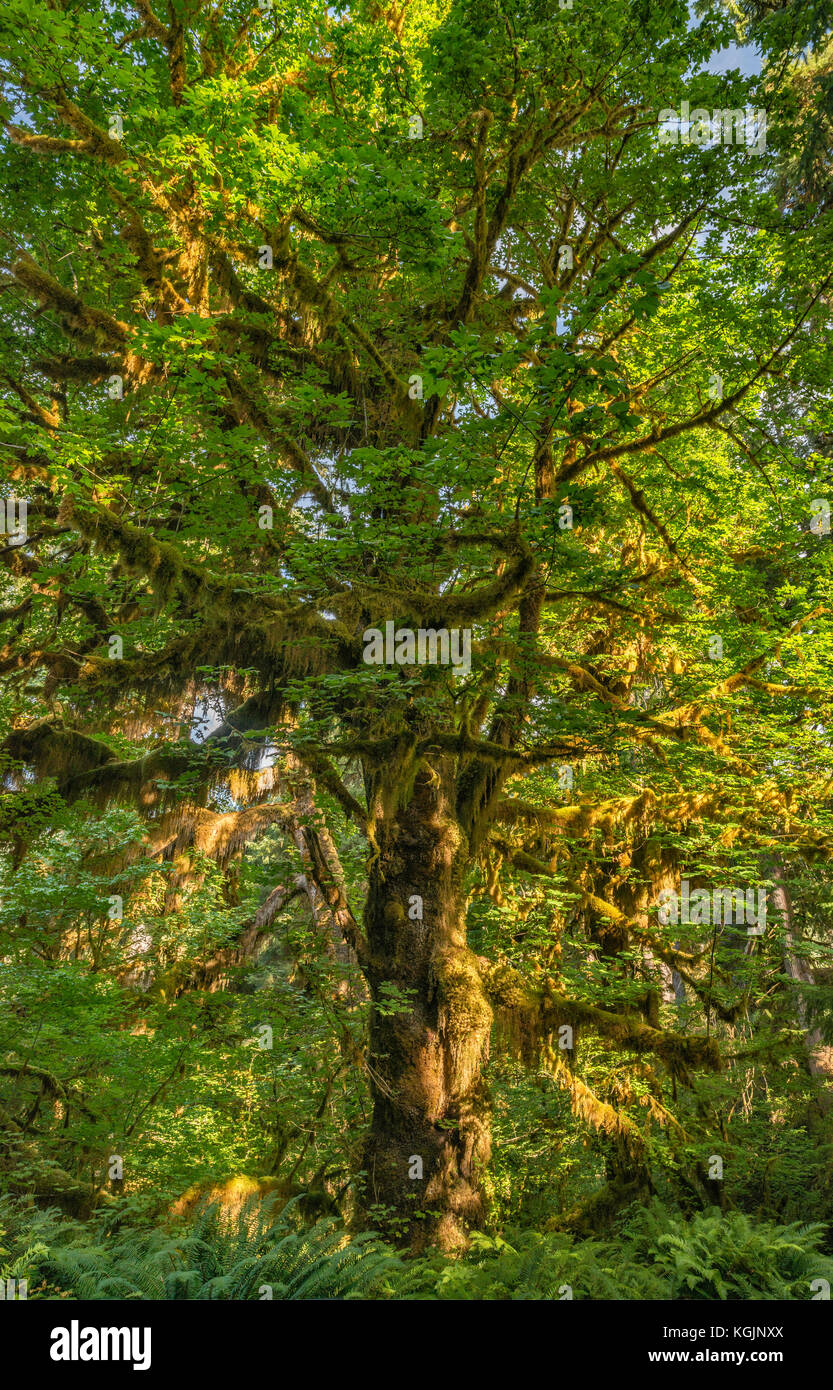 Bigleaf maple, Spruce Nature Trail, Hoh Rain Forest, Olympic National Park, Washington state, USA Stock Photo