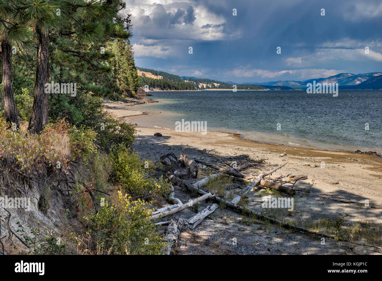 Logs on beach, Franklin D. Roosevelt Lake, reservoir at Columbia River, Lake Roosevelt National Recreation Area, Washington state, USA Stock Photo