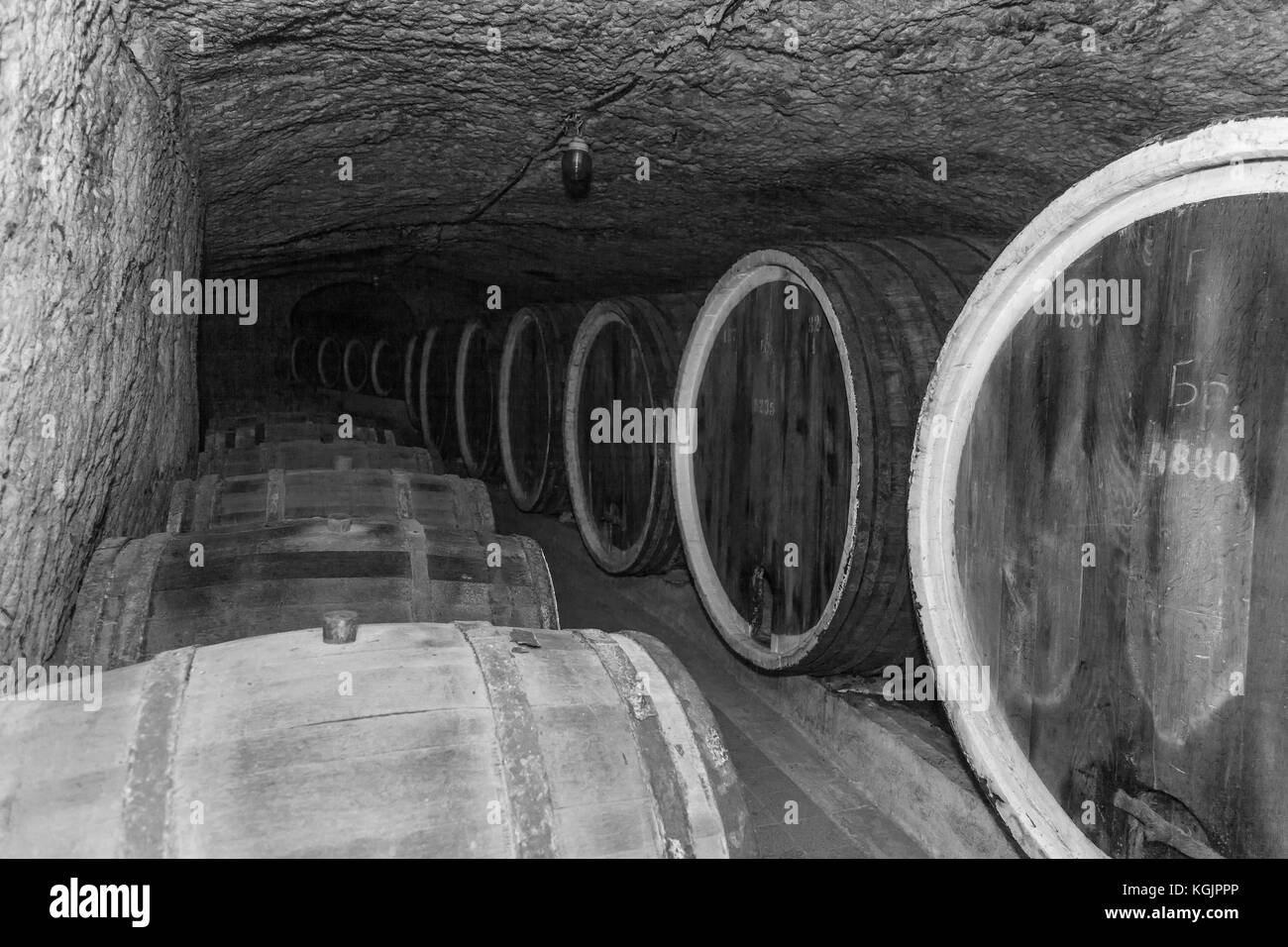 An old wine cellar with oak barrels,barrels for wine in old cellars