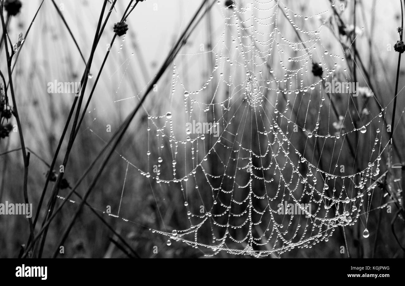 Spiderweb Stock Photo