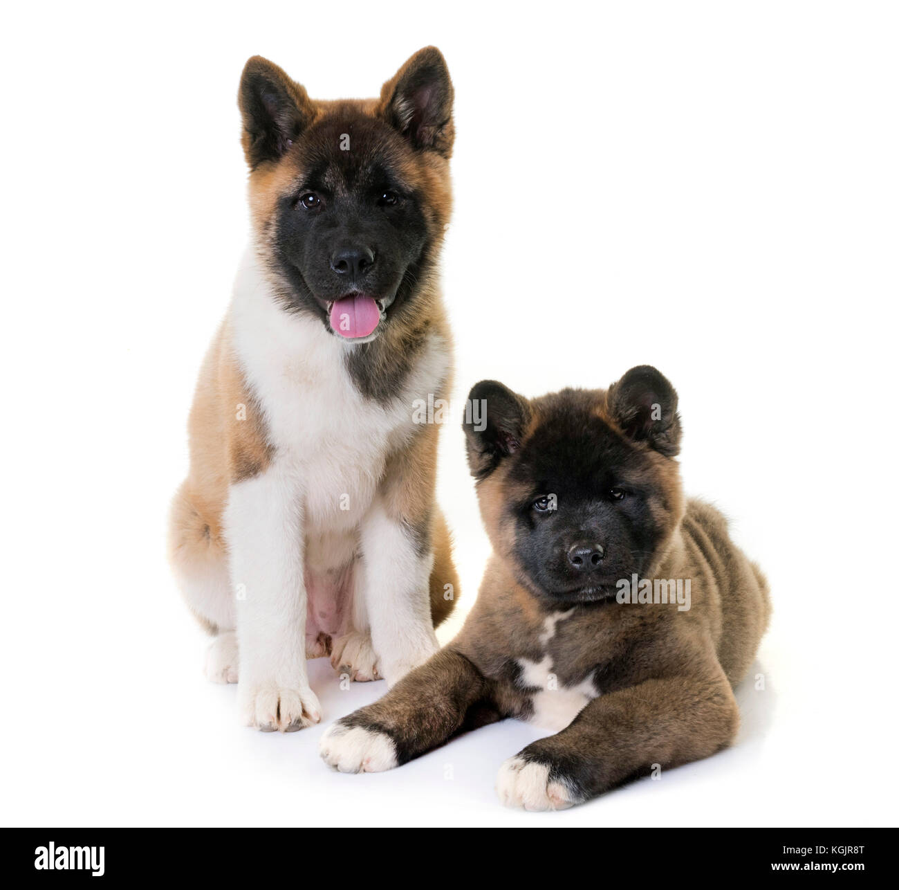 Page 3 - Akita Inu Puppies High Resolution Stock Photography and Images -  Alamy