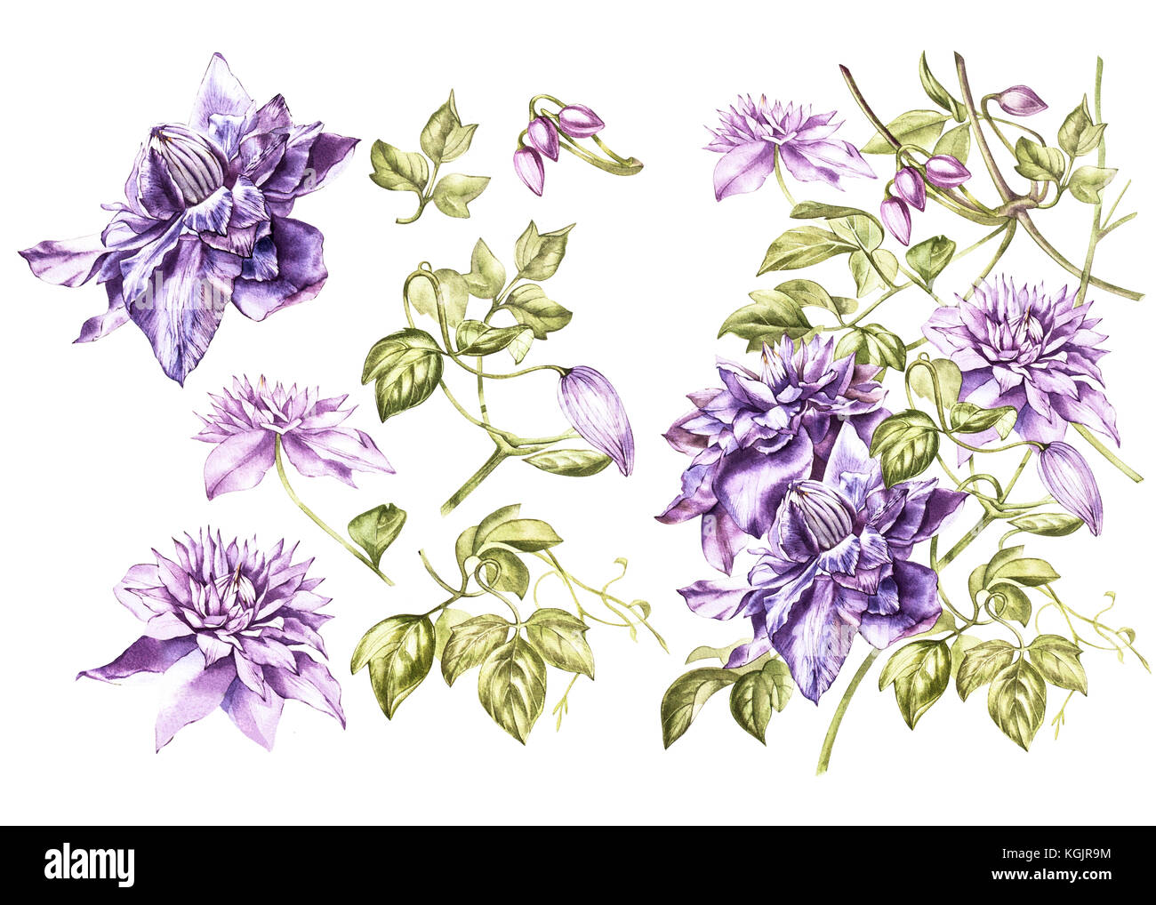 Set Illustration in watercolor of a clematis flower blossom. Floral card with flowers. Botanical illustration. Stock Photo