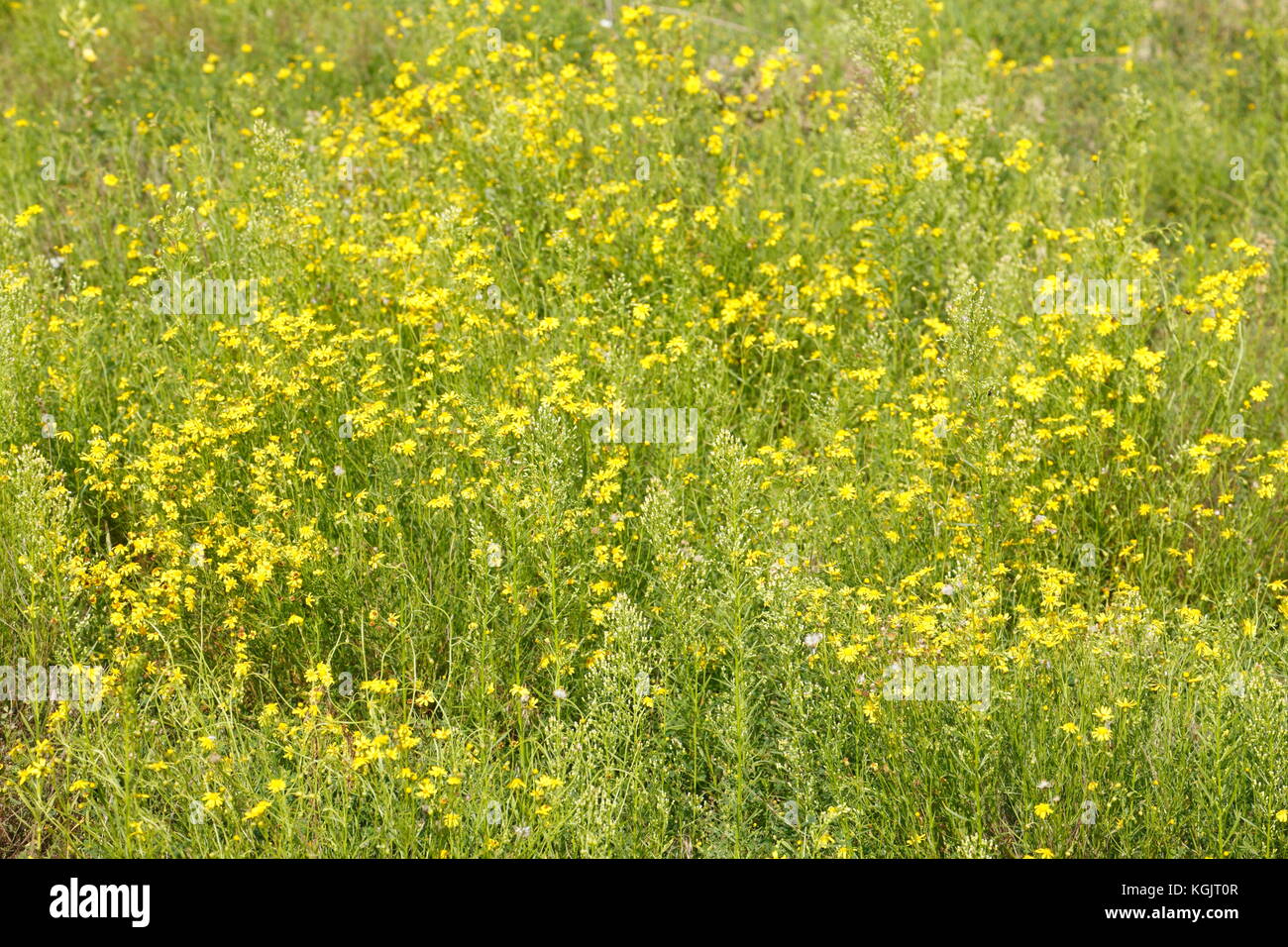 Flower Meadow with blossoming summer flowers Stock Photo - Alamy