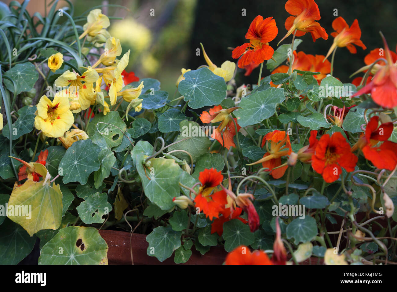 Surrey England Nastertium Flowers in garden Stock Photo Alamy
