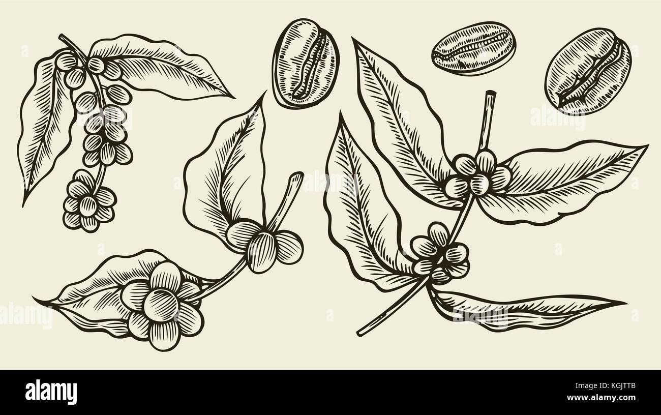 Coffee branch. Plant with coffee leaves Hand drawn vintage botanical