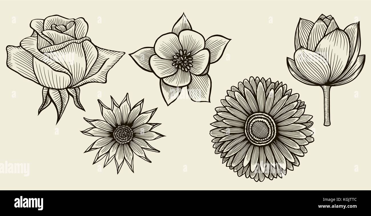 Set of hand drawn flowers Vector illustration isolated on beige Stock ...
