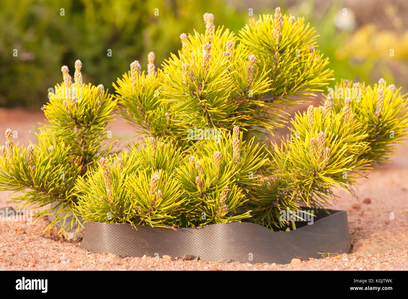 Small coniferous plants in the garden Stock Photo