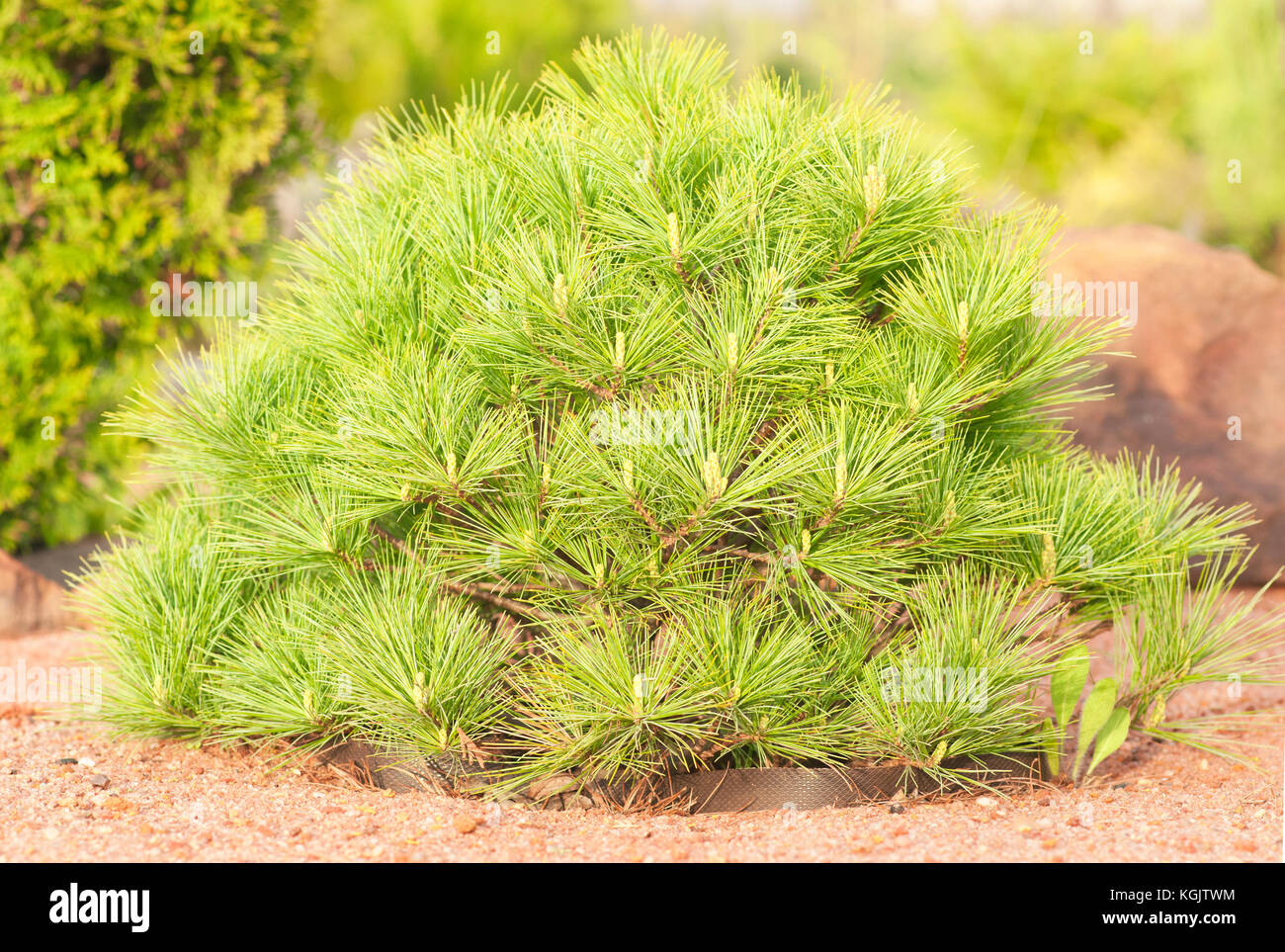 Small coniferous plants in the garden Stock Photo