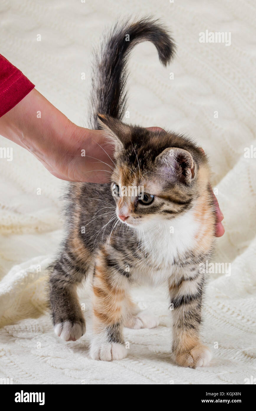 Vertical photo of small kitten with tabby fur. Baby cat has white chest and paws with few red spots. The hand rubs the animal on back. Animal stands o Stock Photo