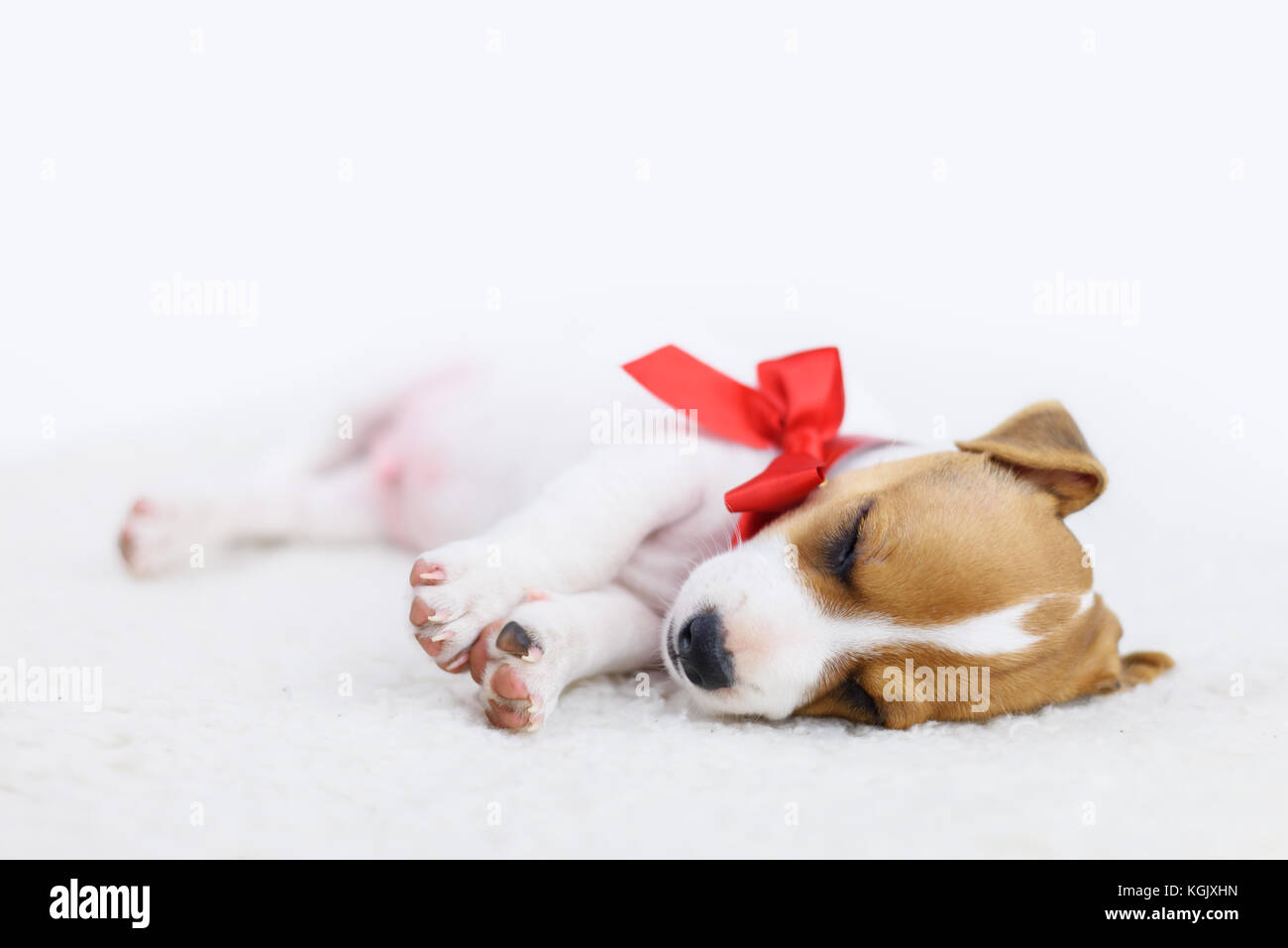 jack russel puppy with red bow Stock Photo