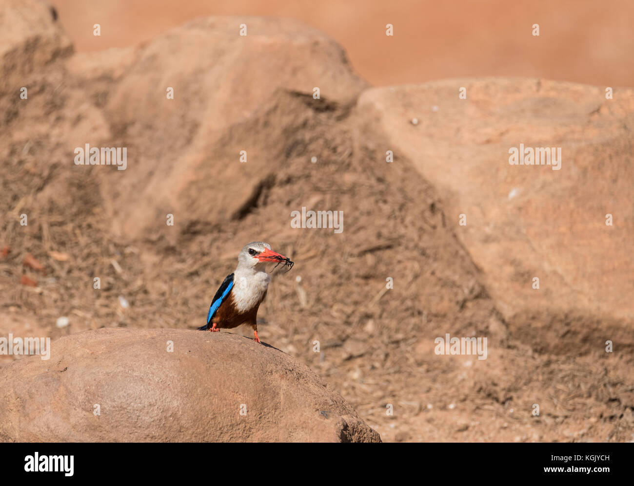 A Grey-Headed Kingfisher (Halcyon leucocephala) with a food item which appears to be black and have 6 legs Stock Photo