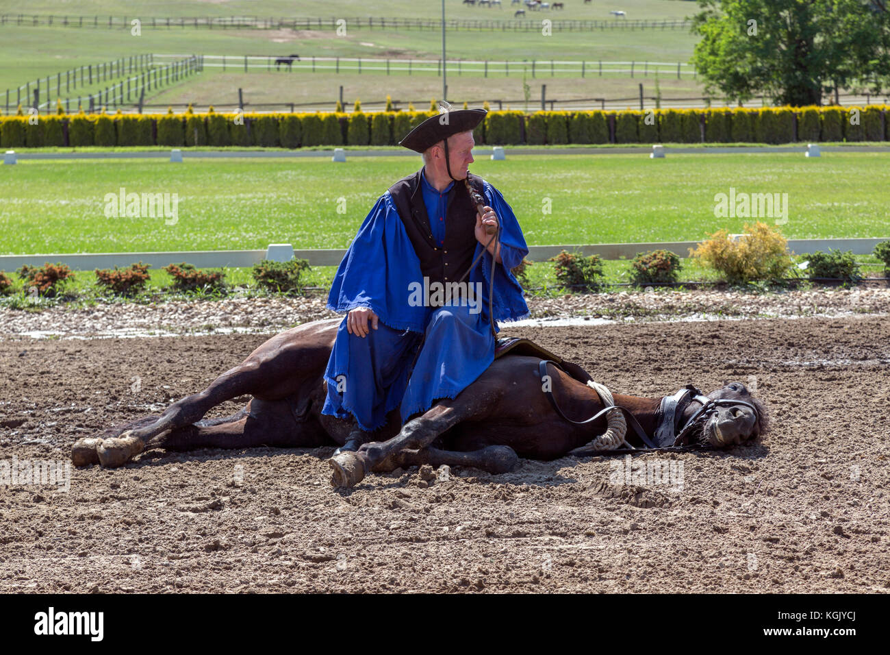 Man sitting on horse lying down after performance in Budapest Hungary. Stock Photo