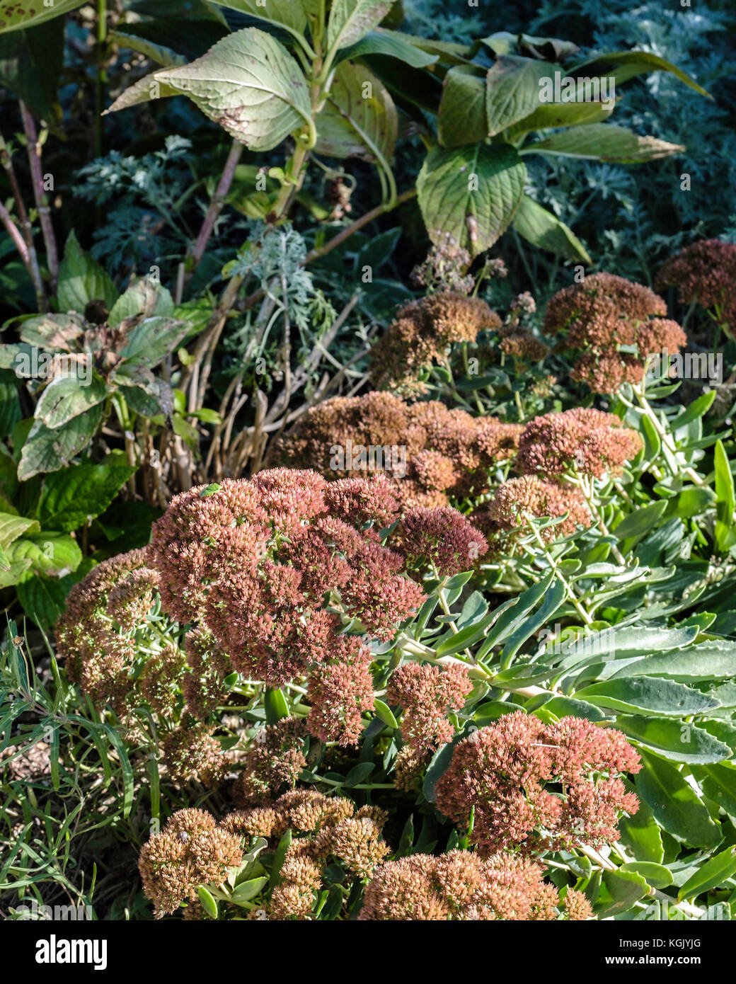 Sedum telephium, growing in a garden and after a freeze in October. Oklahoma, USA. Stock Photo