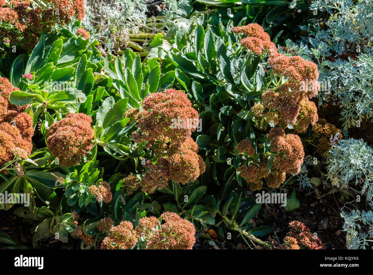 Sedum telephium, growing in a garden and after a freeze in October. Oklahoma, USA. Stock Photo