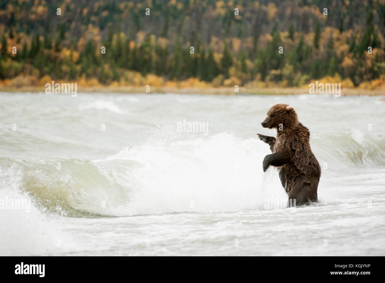 Brown bear fishing in storm in Naknek Lake, Katmai National Park