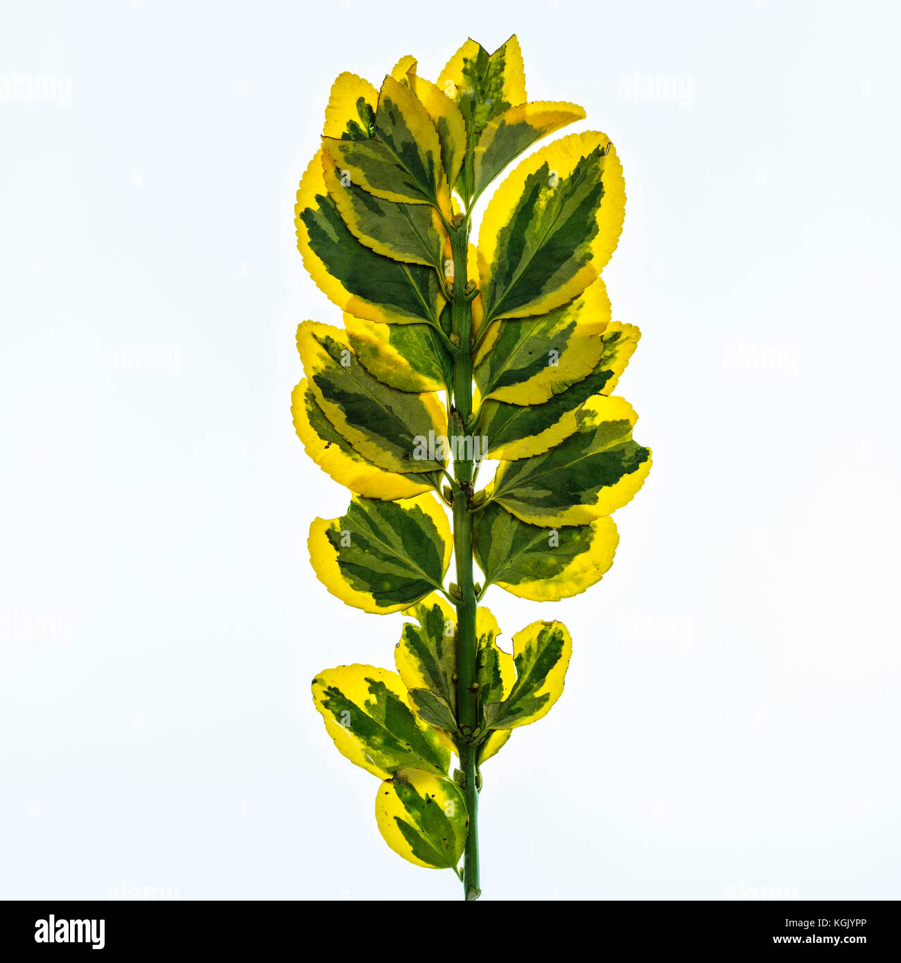 A pressed branch of Euonymus japonicus, an evergreen shrub, against a white background. Oklahoma, USA. Stock Photo