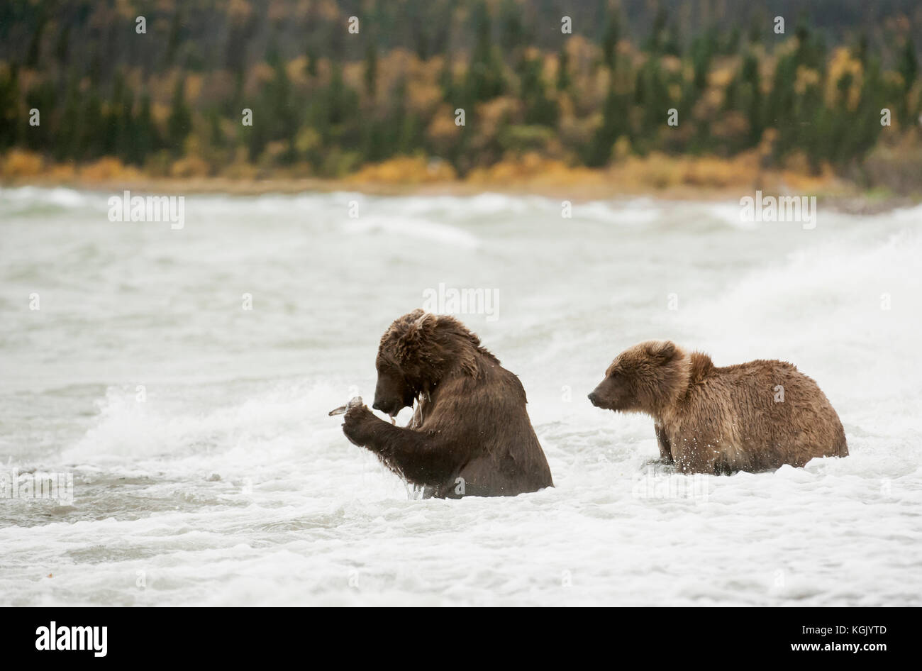 Brown bear fishing in storm in Naknek Lake, Katmai National Park