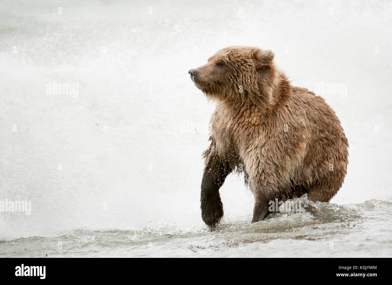 Brown bear fishing in storm in Naknek Lake, Katmai National Park