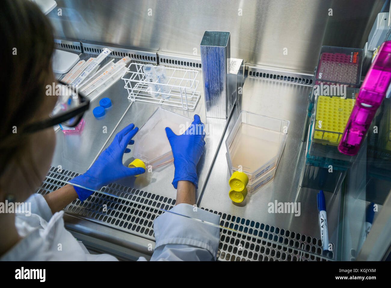 Laboratory work rom behind at the steril bank. Labeling cell culture flasks. Cell splitting work. Stock Photo