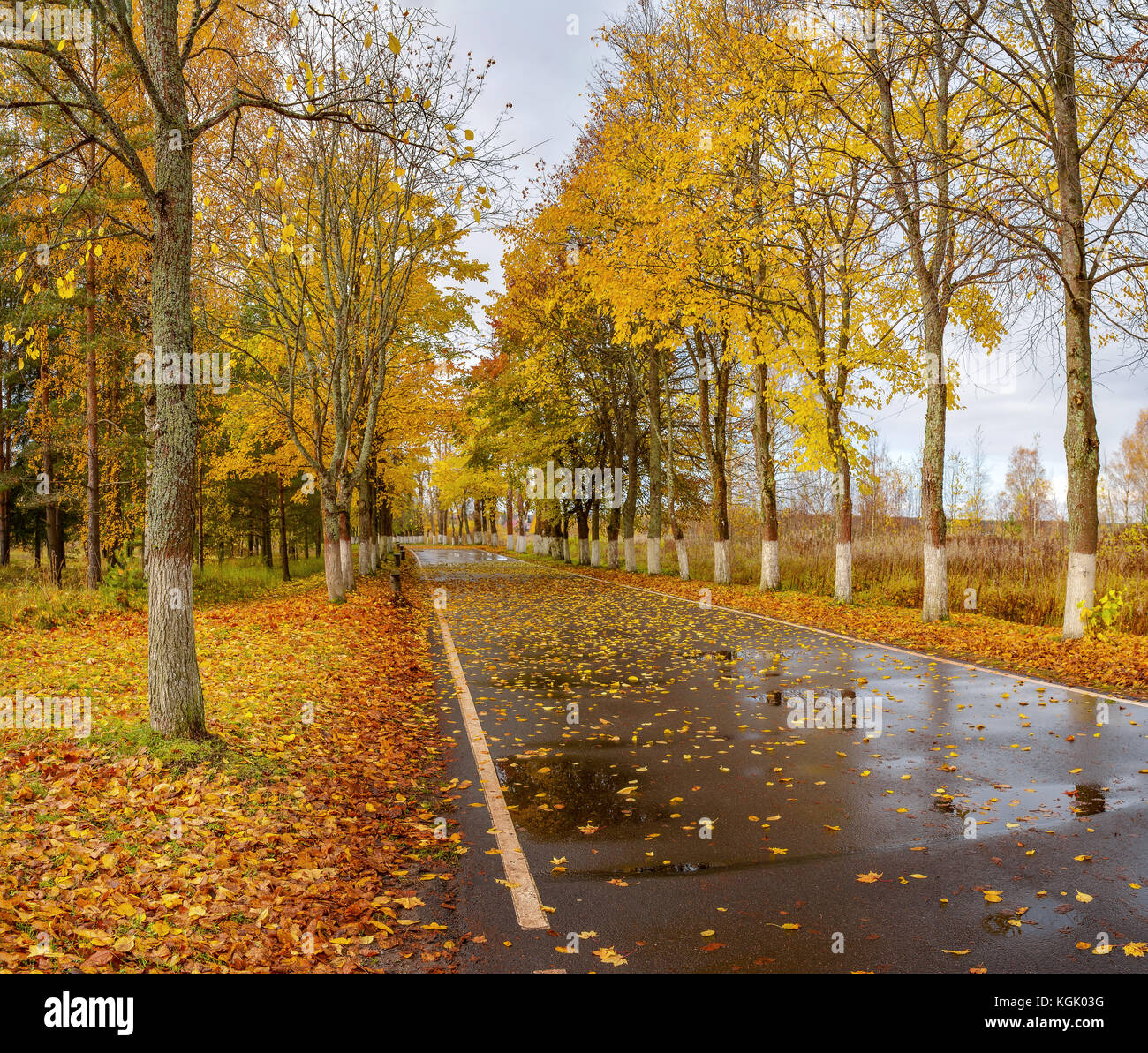 Windy autumn day. Alley leading to the river Stock Photo Alamy