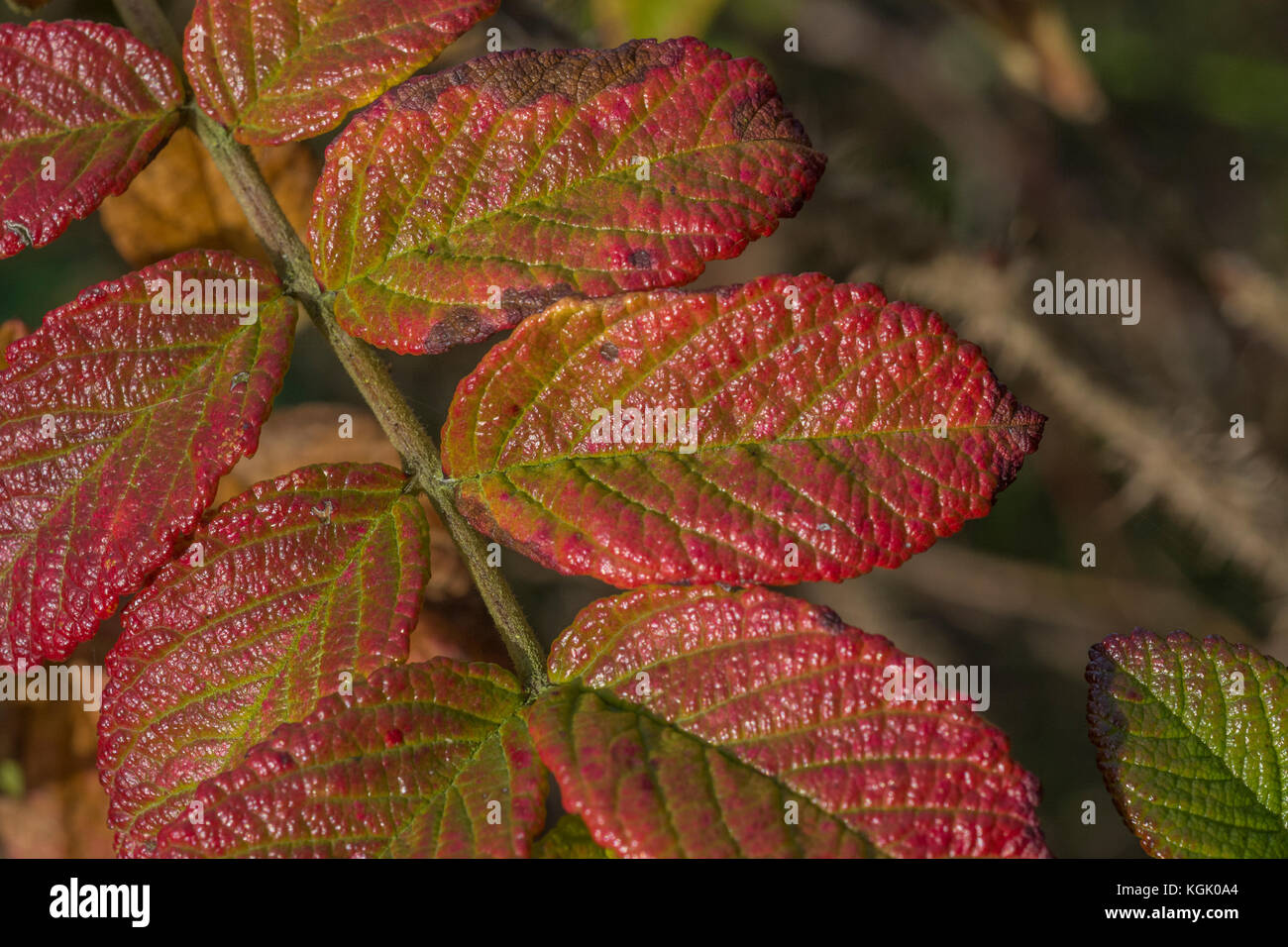 Autumn leaves of the wild Japanese Rose / Rosa rugosa turning red in autumn. Stock Photo