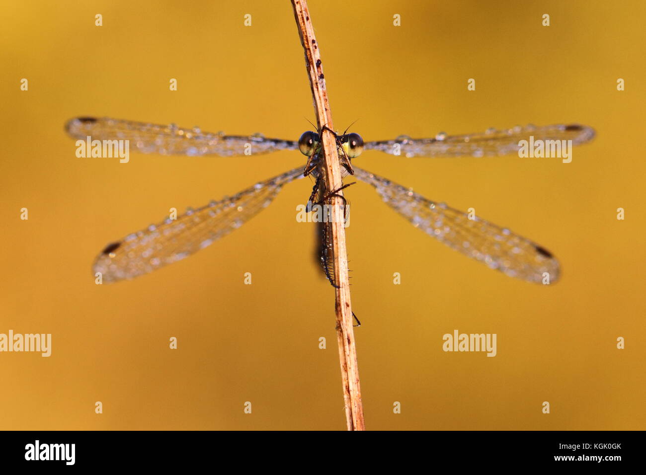 Female Emerald Damselfly Stock Photo - Alamy