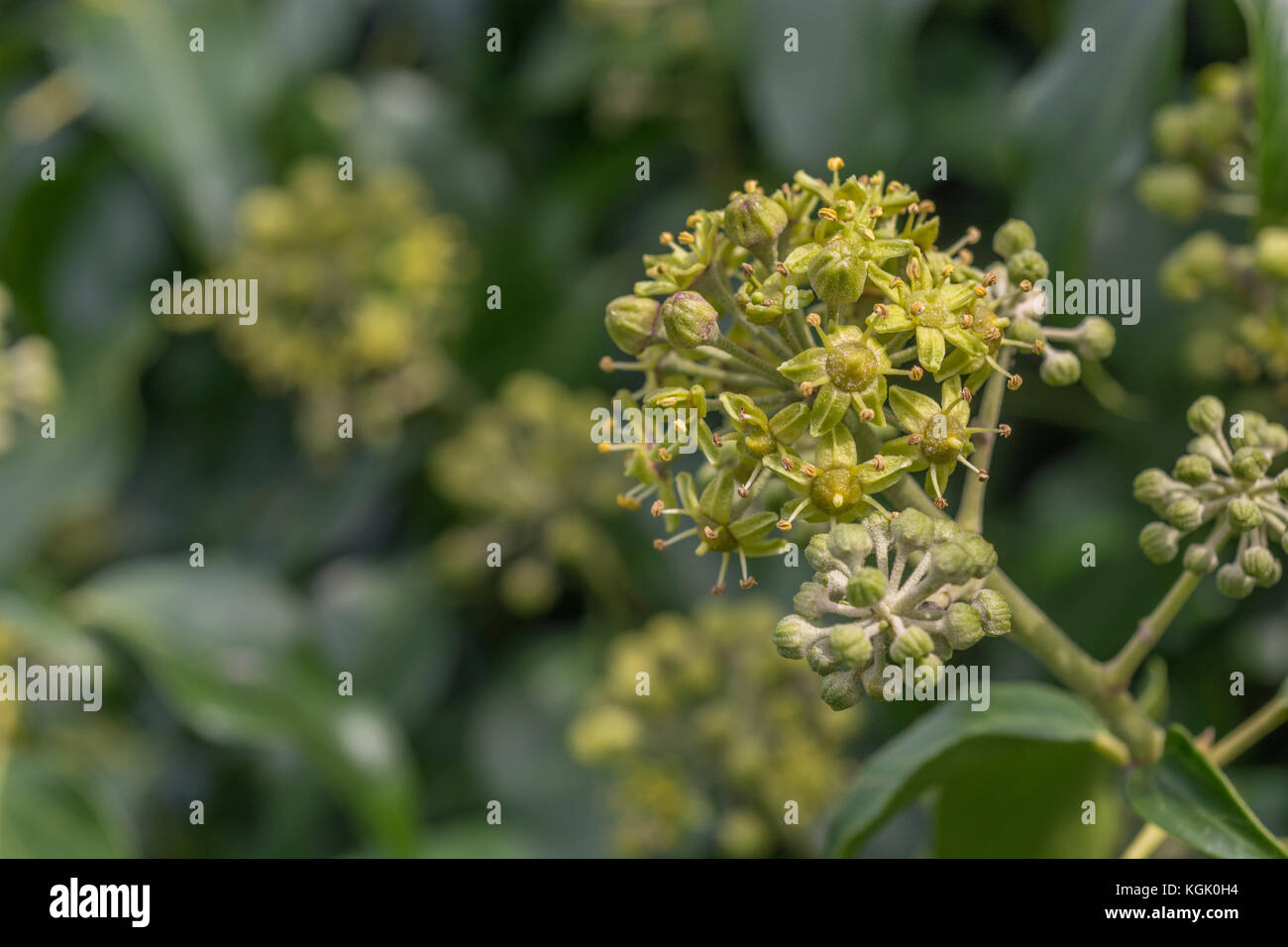 Flowers and flower buds of the common Ivy / Hedera helix. Ivy plant flowers. Stock Photo