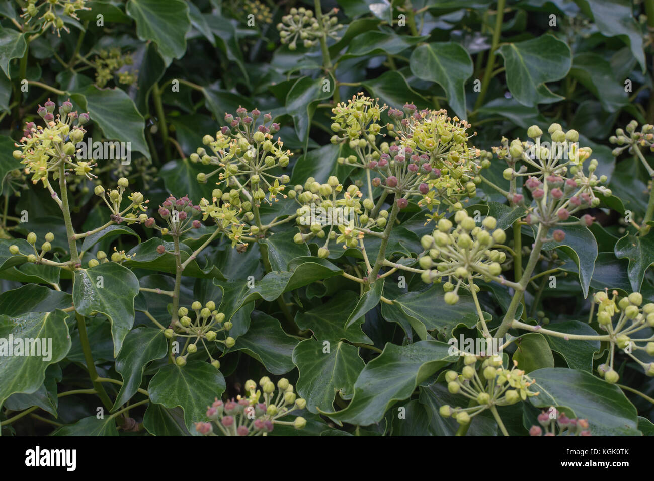 Flowers and flower buds of the common Ivy / Hedera helix. Ivy plant flowers. Stock Photo