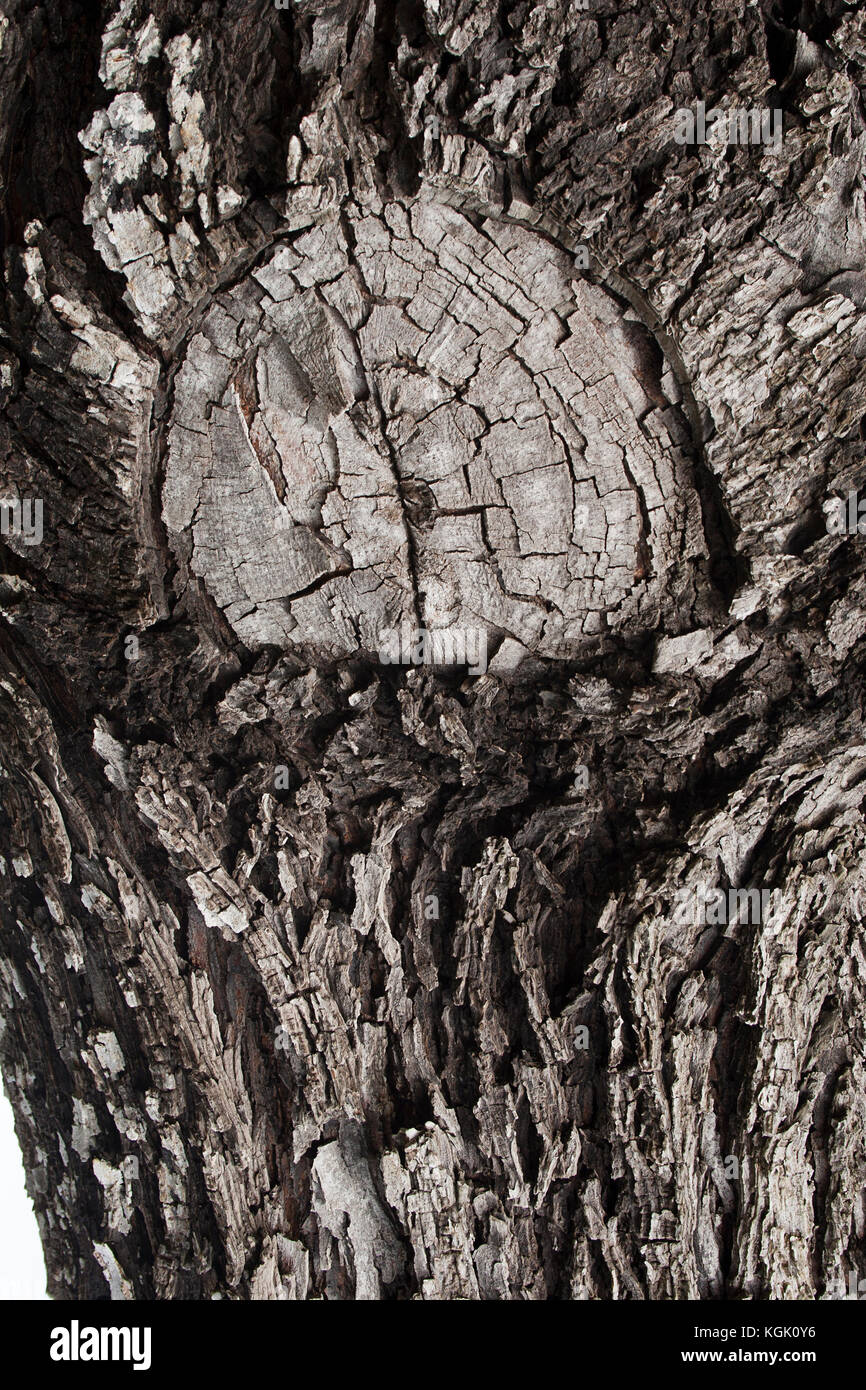 Bark Texture on Tree Stock Photo