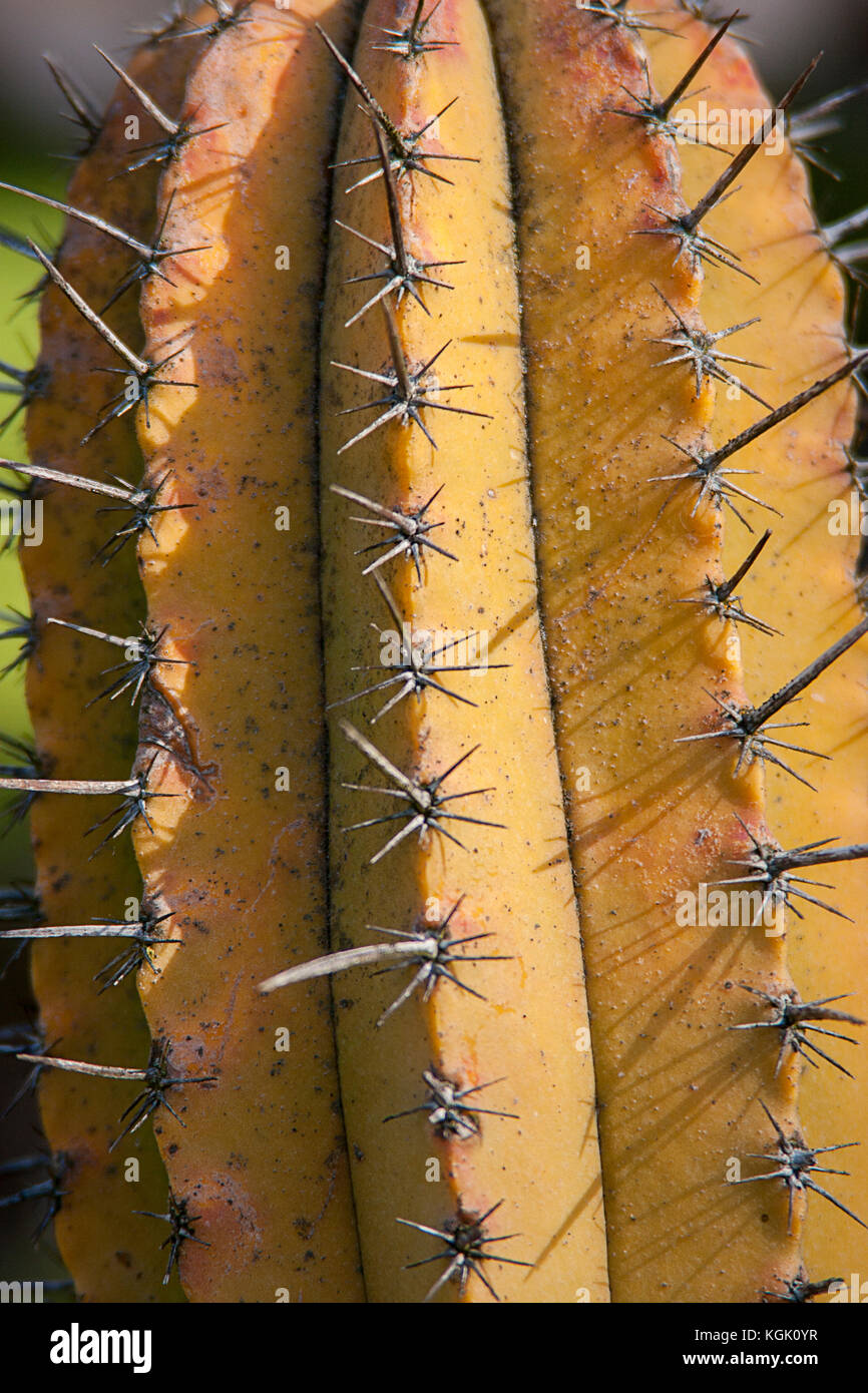 Yellow cactus and thorns Stock Photo