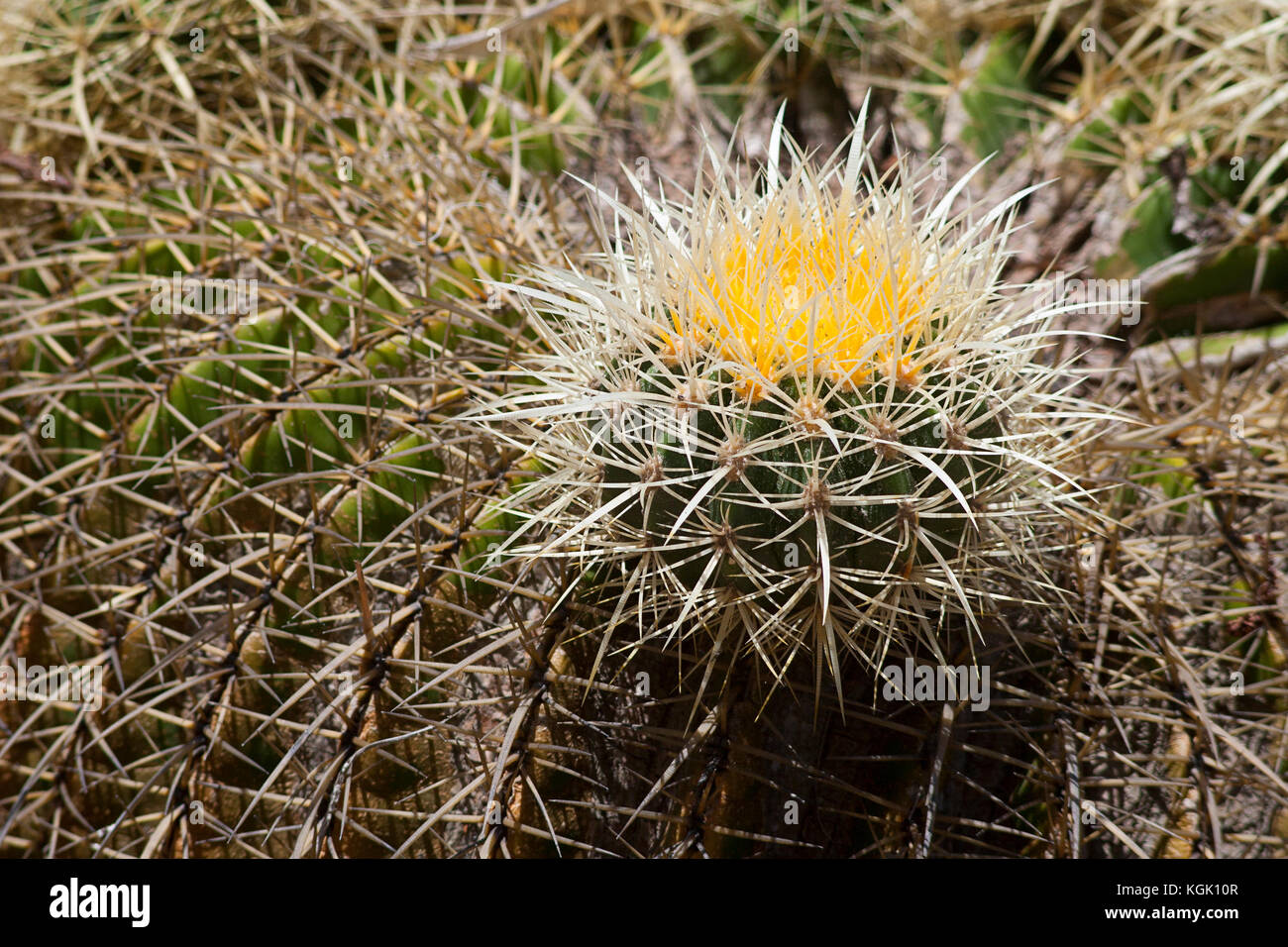 Biznaga, a desert cactus Stock Photo