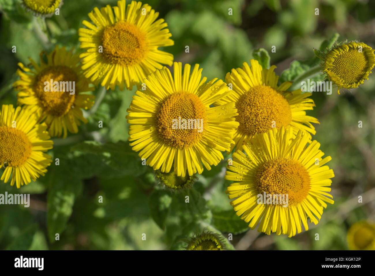 Yellow flowers of Fleabane / Pulicaria dysenterica. Formerly used as herbal / medicinal plant sometimes for dysentery (hence Latin name) and diarrhoea Stock Photo