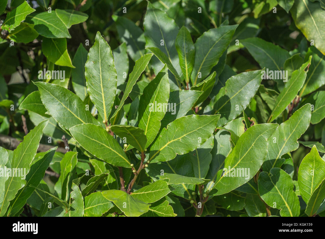 Close shot of the leaves of a Bay Laurel tree / Laurus nobilis - the leaves of which are used in the kitchen for flavouring. Stock Photo