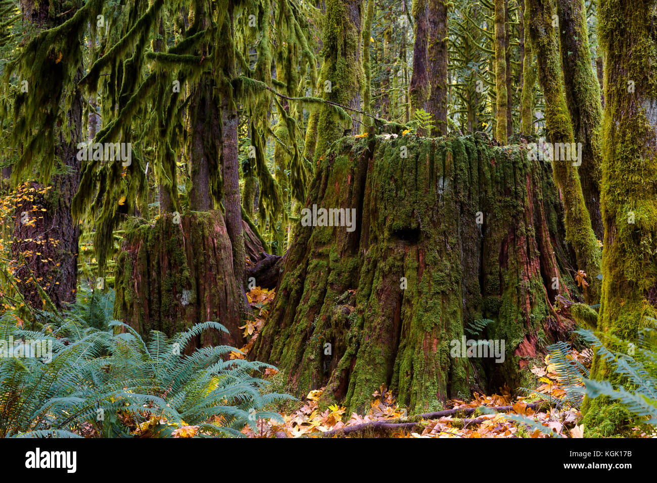 Old growth tree stumps in previously logged second growth forest, Golden Ears Provincial Park, British Columbia, Canada Stock Photo