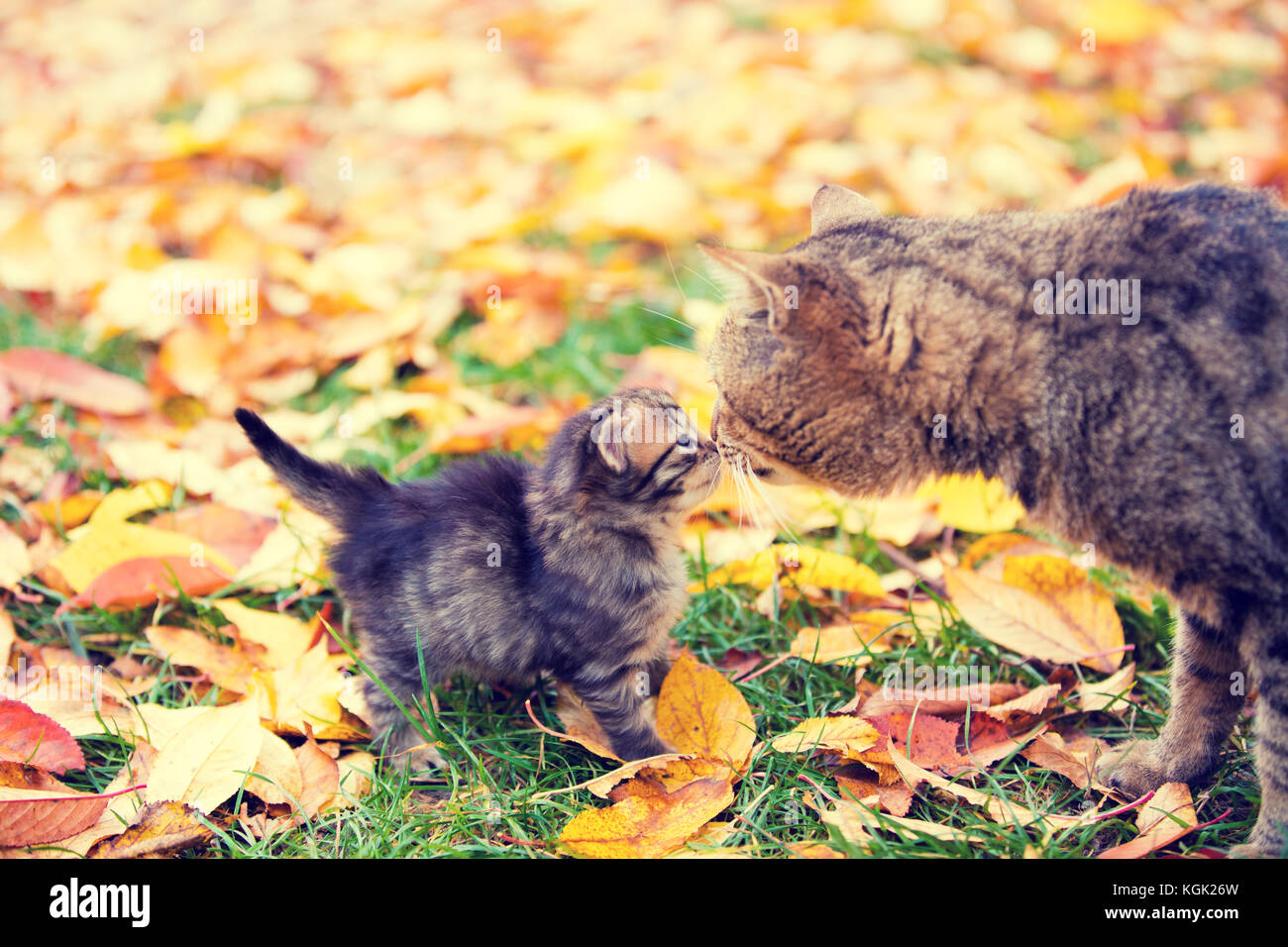 Cat mother and her little kitten sniff to each other outdoor in autumn