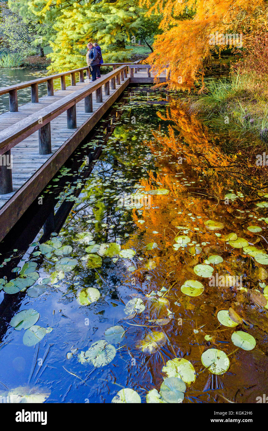 Cypress Pond, VanDusen Botanical Garden, Vancouver, British Columbia, Canada. Stock Photo