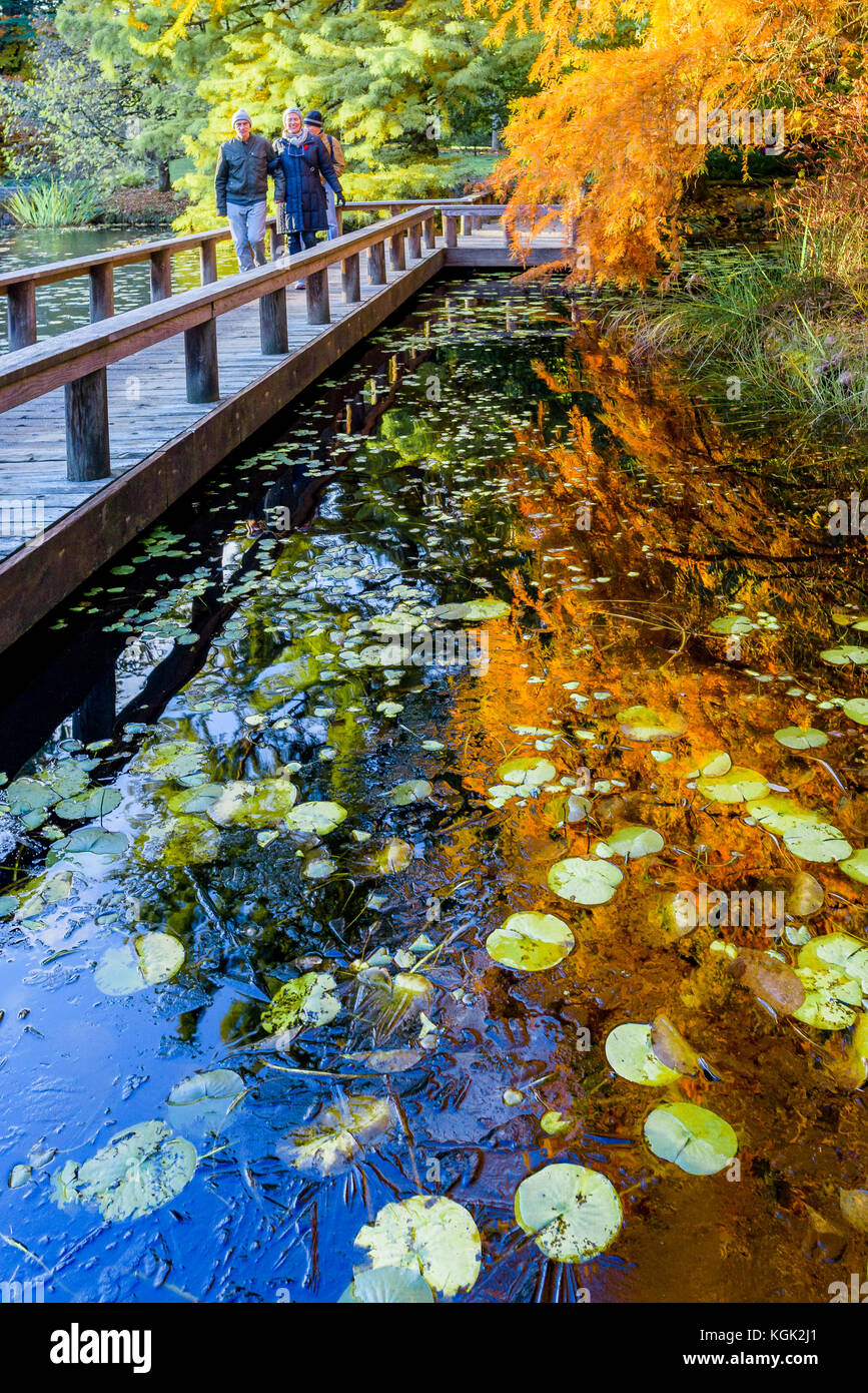 Cypress Pond, VanDusen Botanical Garden, Vancouver, British Columbia, Canada. Stock Photo