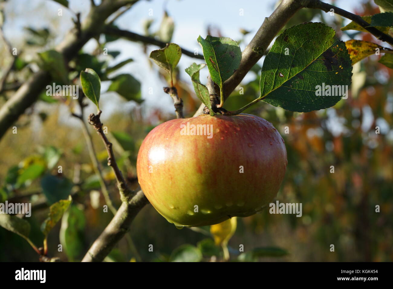 Varieties of apples hi-res stock photography and images - Alamy