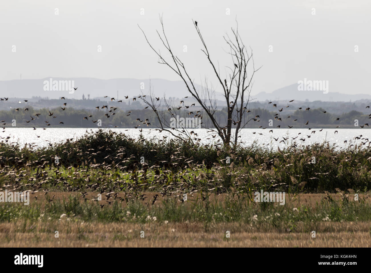 A flock of birds flying over a lake shore, with a tree and vegetation in the foreground and distant hills in the background Stock Photo