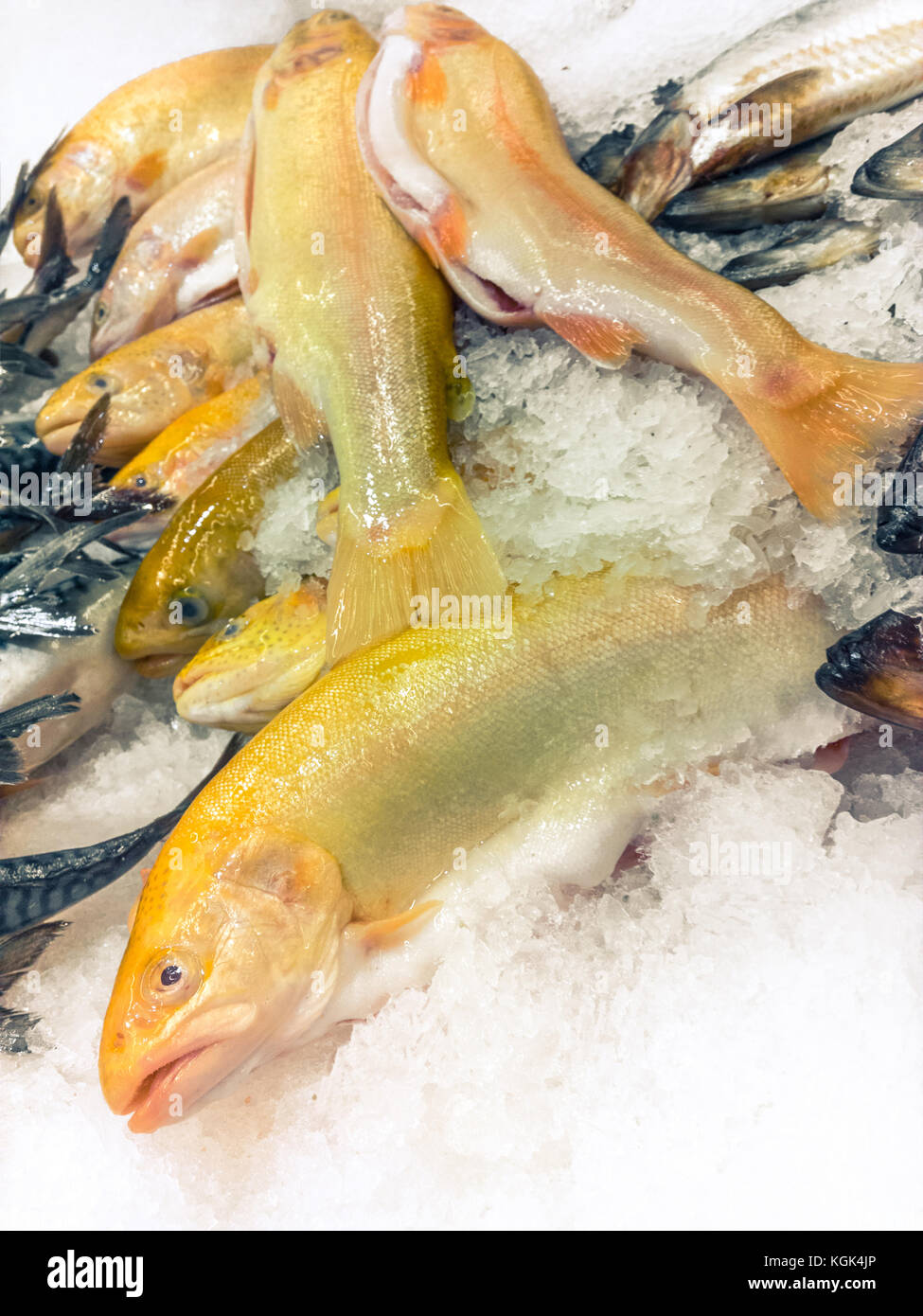 fresh Golden Rainbow Trout Stock Photo Alamy
