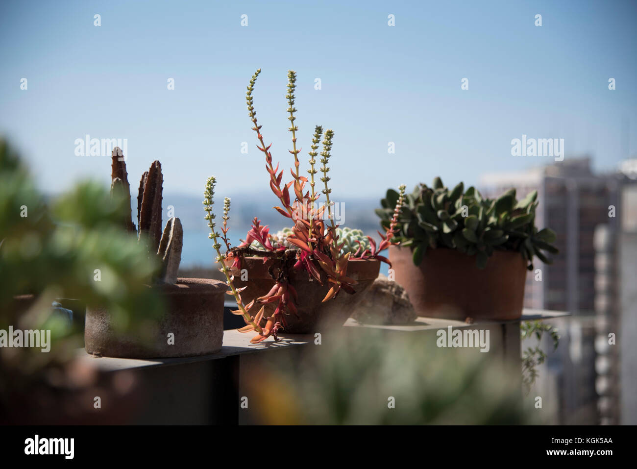 Succulents outdoor decoration. Roof garden with ocean view. Stock Photo