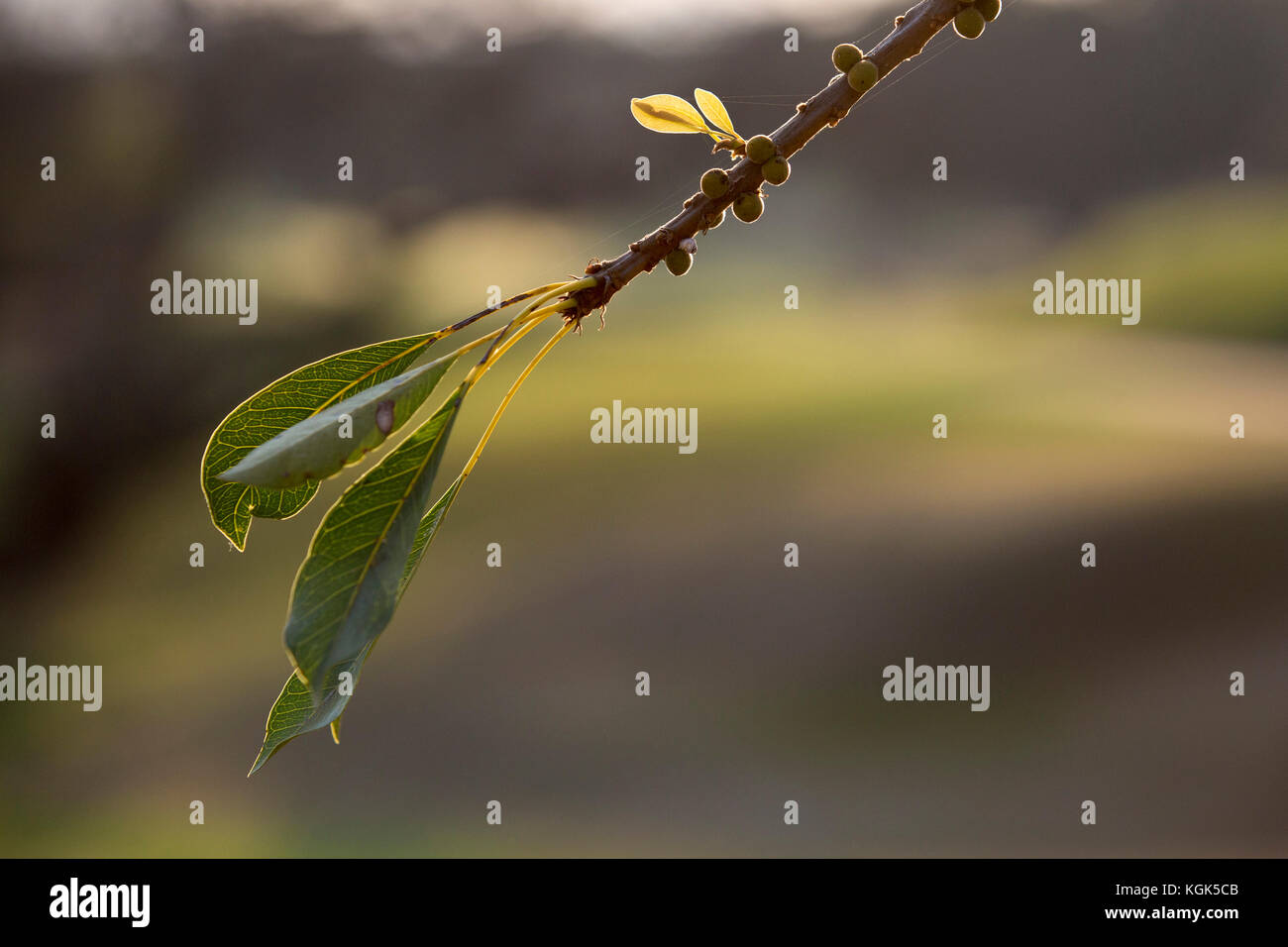 Spring shoots on a fig tree (Ficus thonningii) branchlet Stock Photo