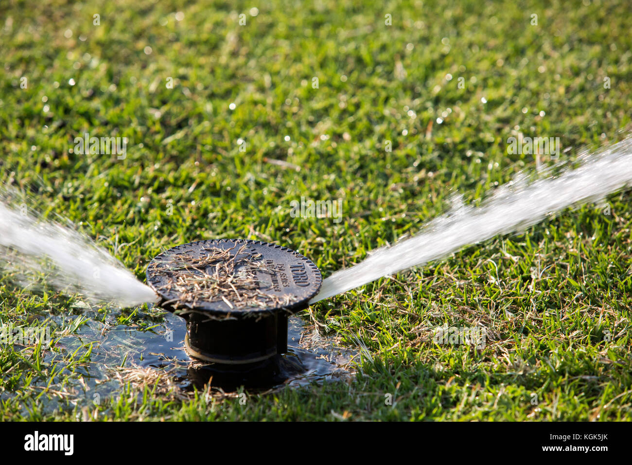 Closeup of a sprinkler head spraying water on lawn Stock Photo Alamy